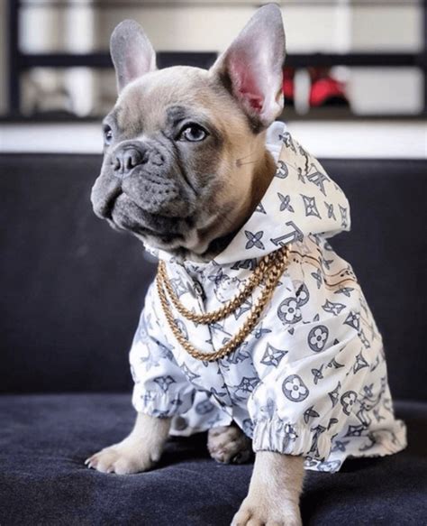 dog lv jacket